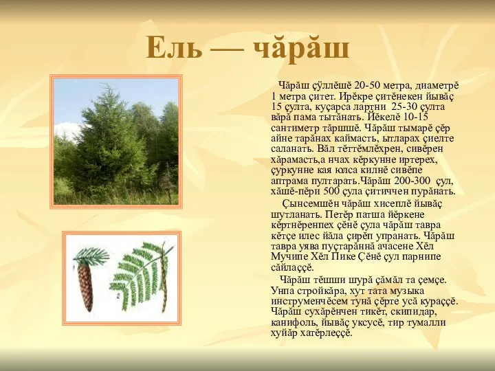 Ель — чăрăш Чăрăш çÿллĕшĕ 20-50 метра, диаметрĕ 1 метра çитет. Ирĕкре