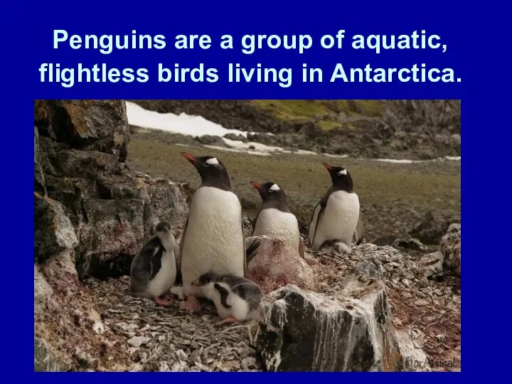 Penguins are a group of aquatic, flightless birds living in Antarctica.