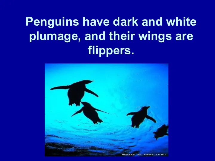 Penguins have dark and white plumage, and their wings are flippers.