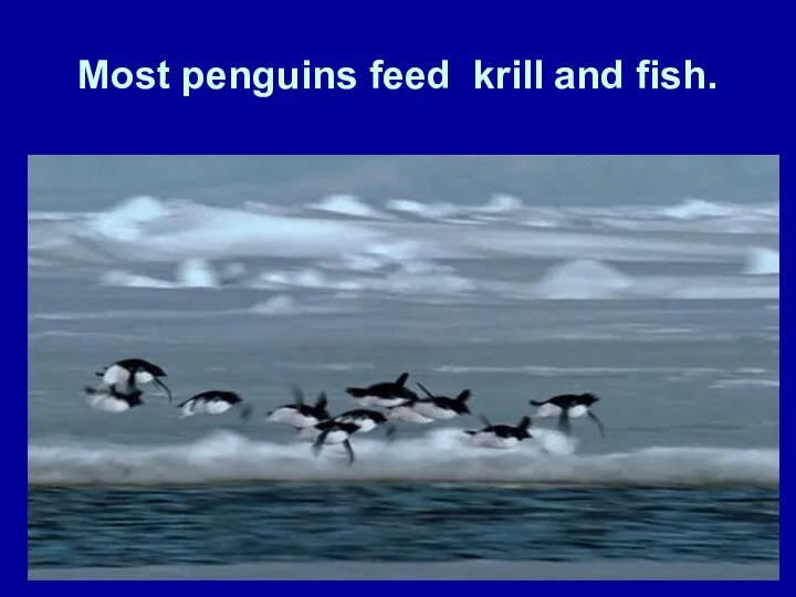 Most penguins feed krill and fish.