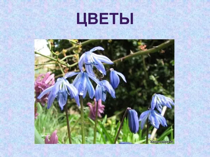 ЦВЕТЫ