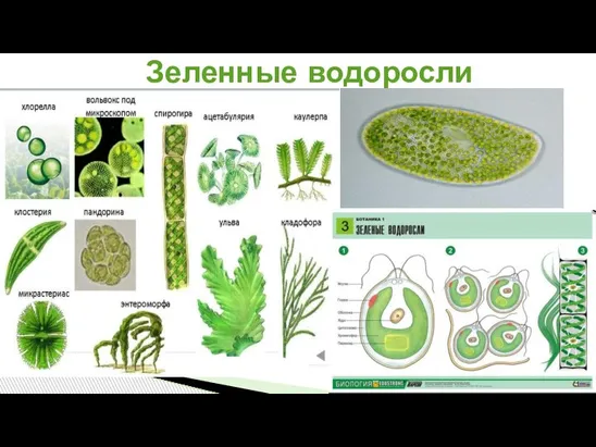 Зеленные водоросли