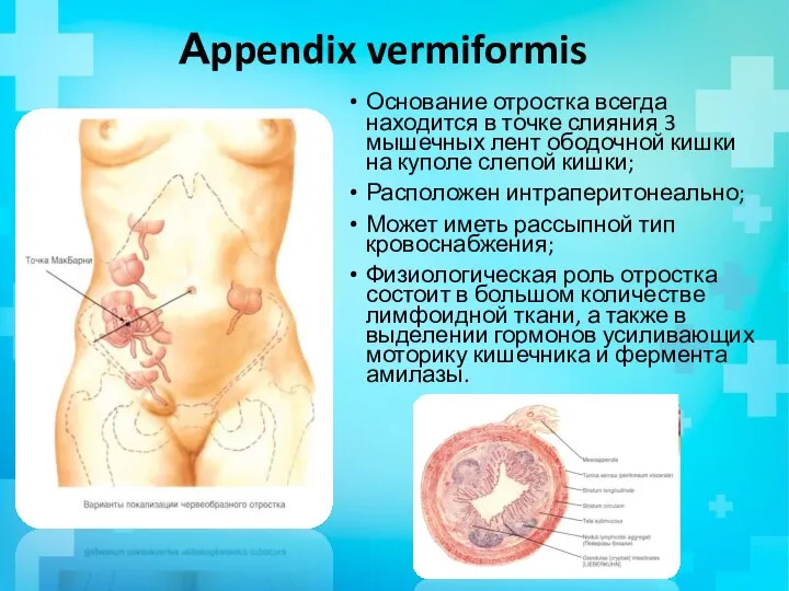 Аppendix vermiformis Основание отростка всегда находится в точке слияния 3 мышечных лент