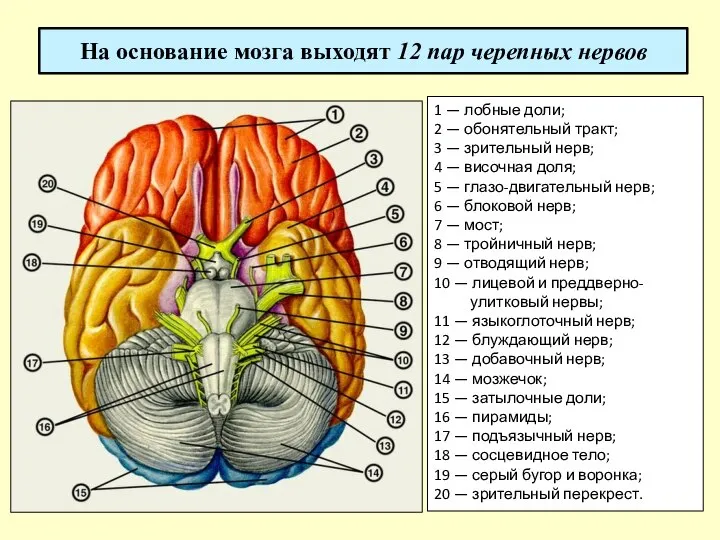 На основание мозга выходят 12 пар черепных нервов 1 — лобные доли;