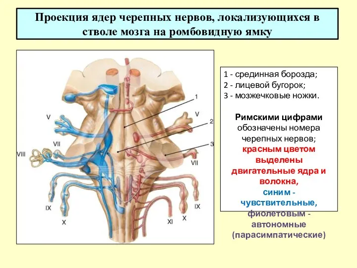 Проекция ядер черепных нервов, локализующихся в стволе мозга на ромбовидную ямку 1