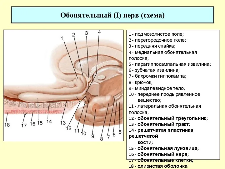 Обонятельный (I) нерв (схема) 1 - подмозолистое поле; 2 - перегородочное поле;