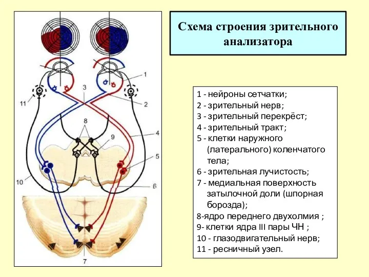 Схема строения зрительного анализатора 1 - нейроны сетчатки; 2 - зрительный нерв;