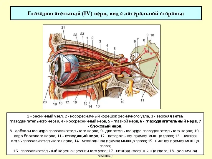 Глазодвигательный (IV) нерв, вид с латеральной стороны: 1 - ресничный узел; 2