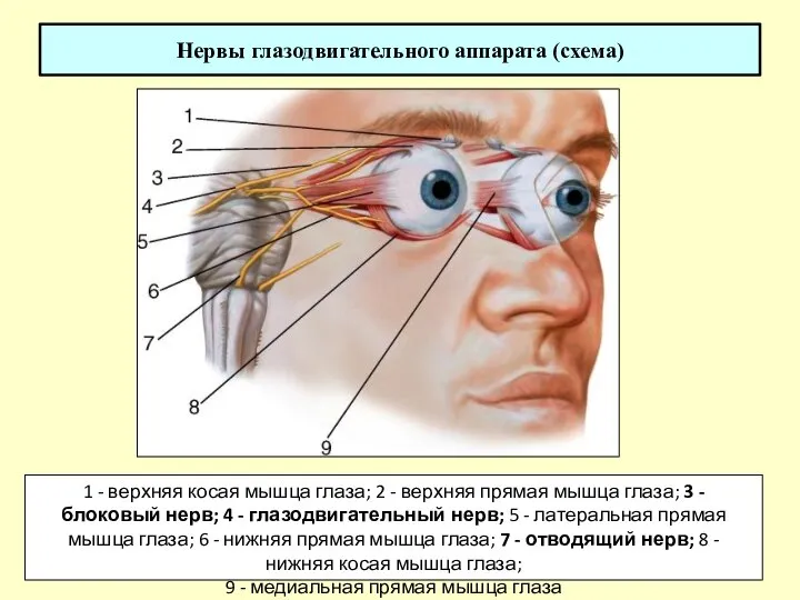 Нервы глазодвигательного аппарата (схема) 1 - верхняя косая мышца глаза; 2 -