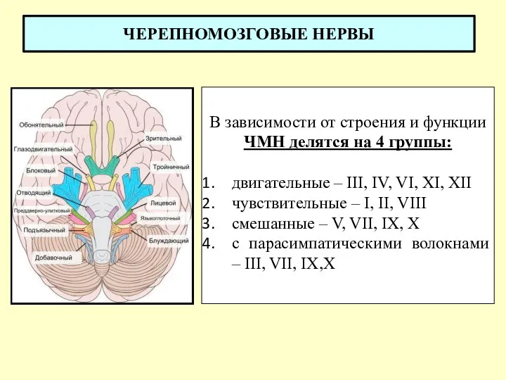 ЧЕРЕПНОМОЗГОВЫЕ НЕРВЫ В зависимости от строения и функции ЧМН делятся на 4