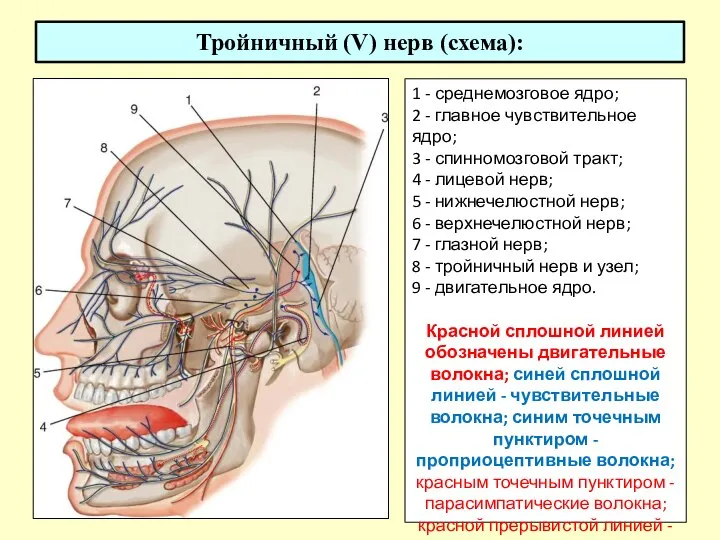 Тройничный (V) нерв (схема): 1 - среднемозговое ядро; 2 - главное чувствительное