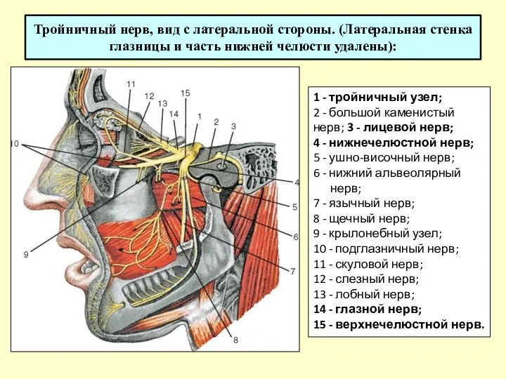 Тройничный нерв, вид с латеральной стороны. (Латеральная стенка глазницы и часть нижней