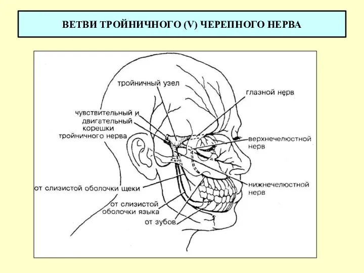 ВЕТВИ ТРОЙНИЧНОГО (V) ЧЕРЕПНОГО НЕРВА