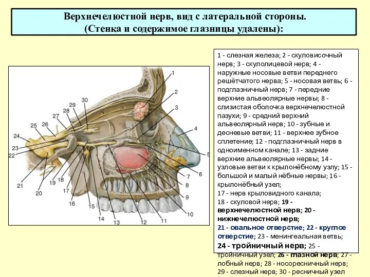 Верхнечелюстной нерв, вид с латеральной стороны. (Стенка и содержимое глазницы удалены): 1