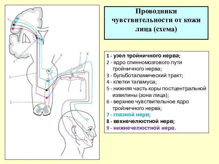 Проводники чувствительности от кожи лица (схема) 1 - узел тройничного нерва; 2