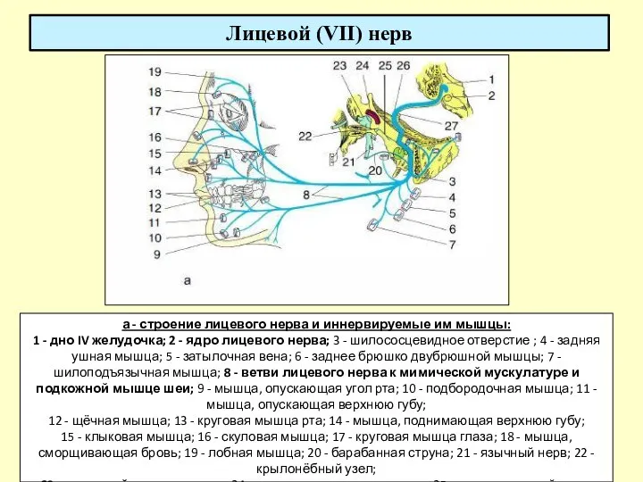 Лицевой (VII) нерв а - строение лицевого нерва и иннервируемые им мышцы: