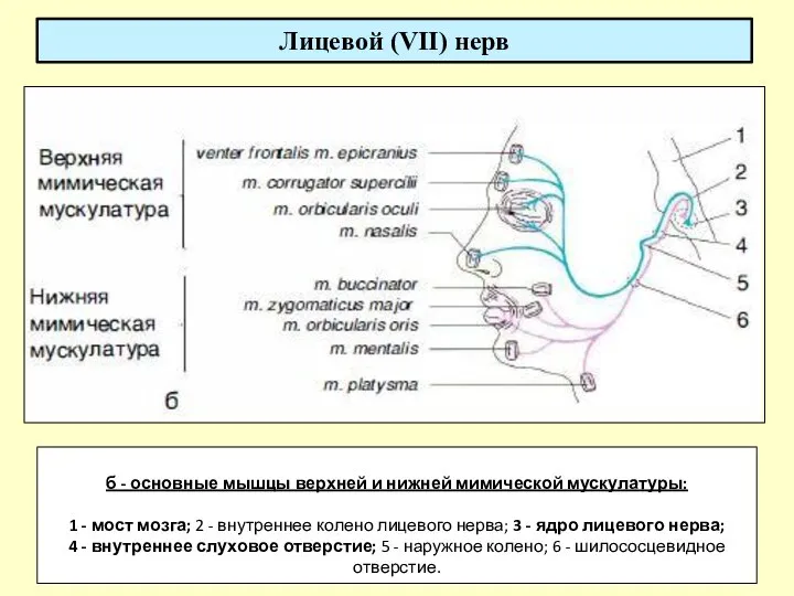 Лицевой (VII) нерв б - основные мышцы верхней и нижней мимической мускулатуры: