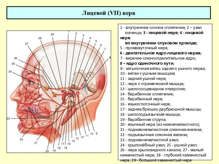 Лицевой (VII) нерв 1 - внутреннее сонное сплетение; 2 – узел коленца;