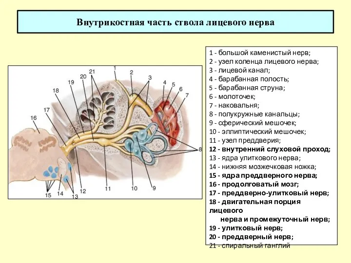 Внутрикостная часть ствола лицевого нерва 1 - большой каменистый нерв; 2 -