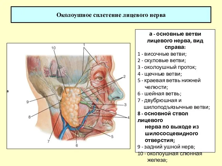 Околоушное сплетение лицевого нерва а - основные ветви лицевого нерва, вид справа:
