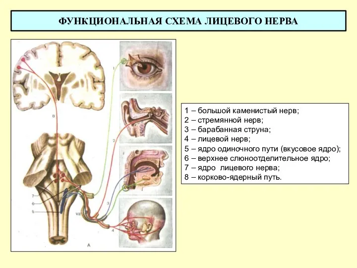 ФУНКЦИОНАЛЬНАЯ СХЕМА ЛИЦЕВОГО НЕРВА 1 – большой каменистый нерв; 2 – стремянной