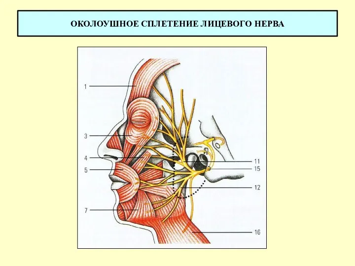 ОКОЛОУШНОЕ СПЛЕТЕНИЕ ЛИЦЕВОГО НЕРВА