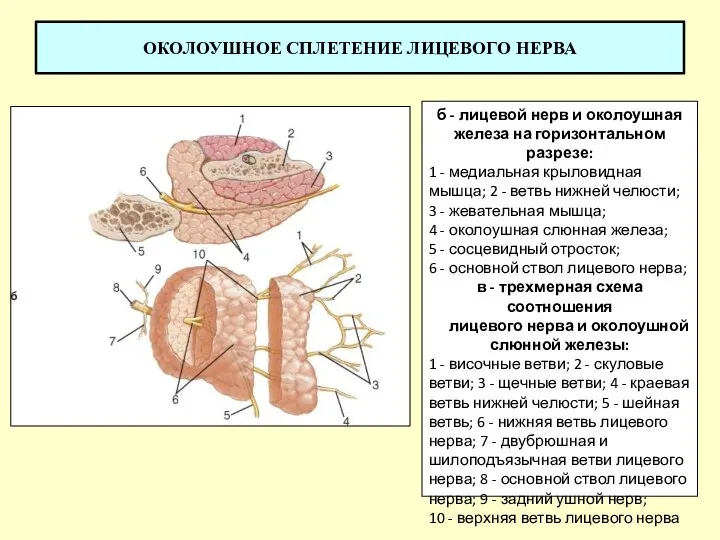 ОКОЛОУШНОЕ СПЛЕТЕНИЕ ЛИЦЕВОГО НЕРВА б - лицевой нерв и околоушная железа на