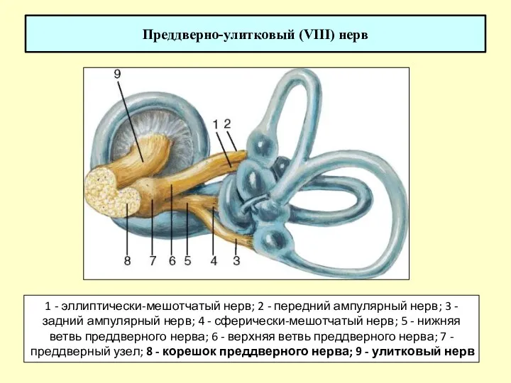 Преддверно-улитковый (VIII) нерв 1 - эллиптически-мешотчатый нерв; 2 - передний ампулярный нерв;