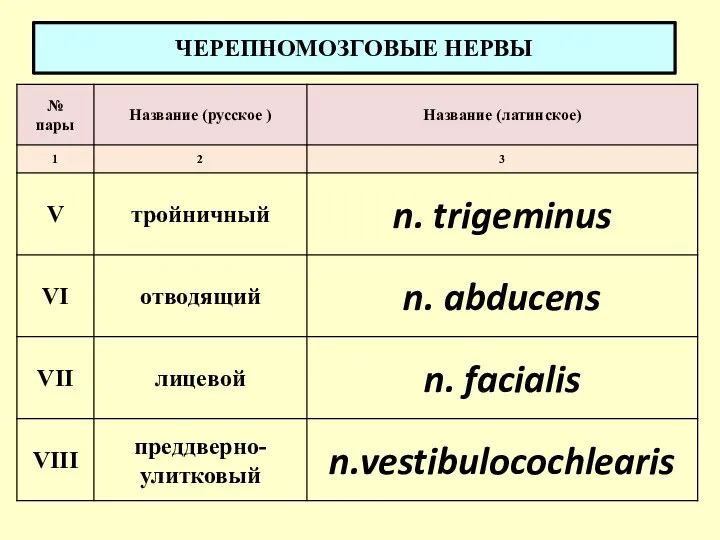 ЧЕРЕПНОМОЗГОВЫЕ НЕРВЫ