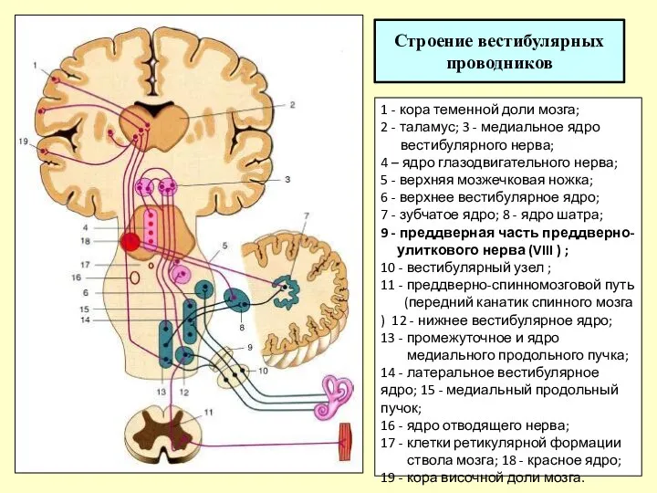 Строение вестибулярных проводников 1 - кора теменной доли мозга; 2 - таламус;