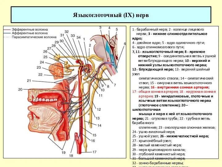 Языкоглоточный (IX) нерв 1 - барабанный нерв; 2 - коленце лицевого нерва;