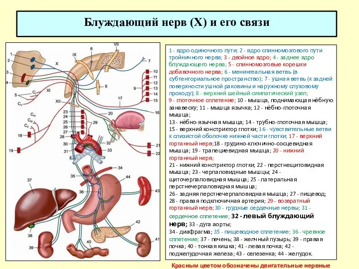 Блуждающий нерв (X) и его связи 1 - ядро одиночного пути; 2