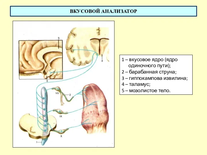 ВКУСОВОЙ АНАЛИЗАТОР 1 – вкусовое ядро (ядро одиночного пути); 2 – барабанная