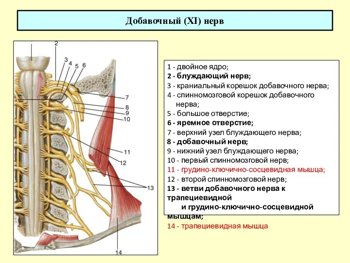Добавочный (XI) нерв 1 - двойное ядро; 2 - блуждающий нерв; 3