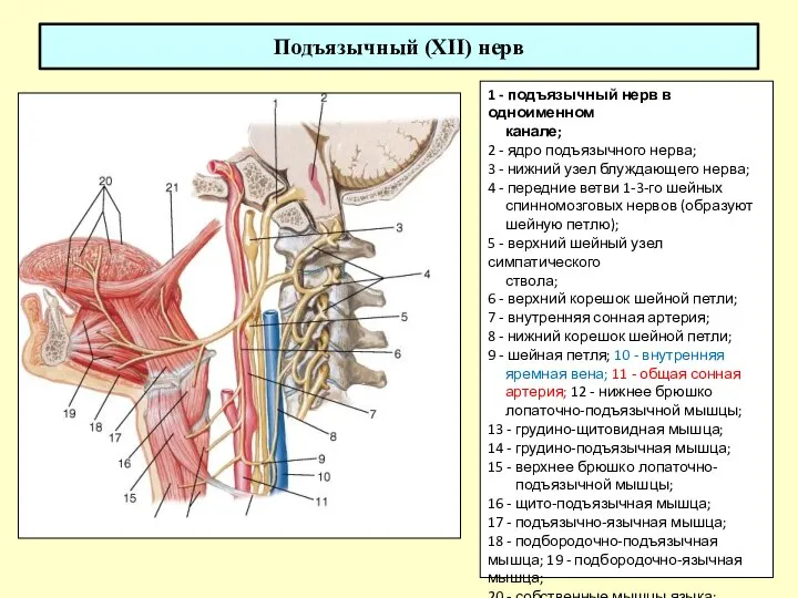 Подъязычный (XII) нерв 1 - подъязычный нерв в одноименном канале; 2 -