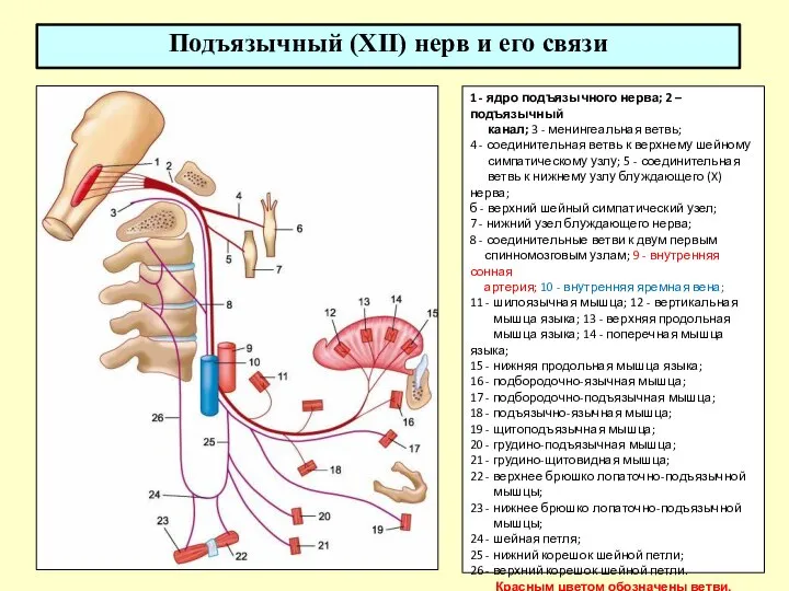 Подъязычный (XII) нерв и его связи 1 - ядро подъязычного нерва; 2