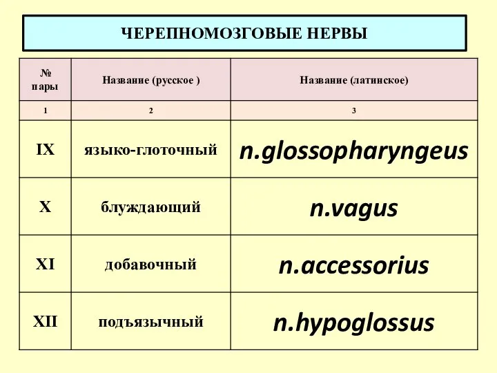 ЧЕРЕПНОМОЗГОВЫЕ НЕРВЫ