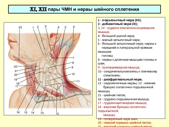 XI, XII пары ЧМН и нервы шейного сплетения 1 - подъязычный нерв