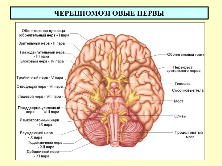 ЧЕРЕПНОМОЗГОВЫЕ НЕРВЫ