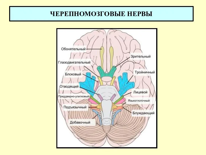 ЧЕРЕПНОМОЗГОВЫЕ НЕРВЫ