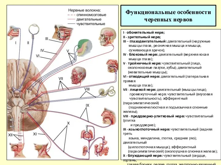 Функциональные особенности черепных нервов I - обонятельный нерв; II - зрительный нерв;