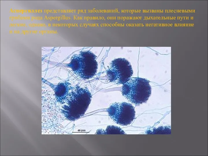 Аспергиллез представляет ряд заболеваний, которые вызваны плесневыми грибами рода Aspergillus. Как правило,