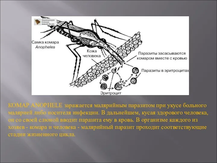 SS КОМАР ANOPHELE заражается малярийным паразитом при укусе больного малярией либо носителя