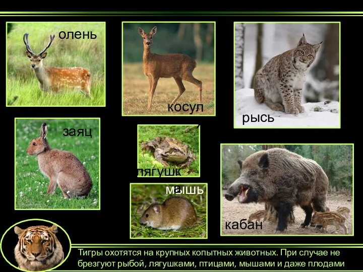 Тигры охотятся на крупных копытных животных. При случае не брезгуют рыбой, лягушками,