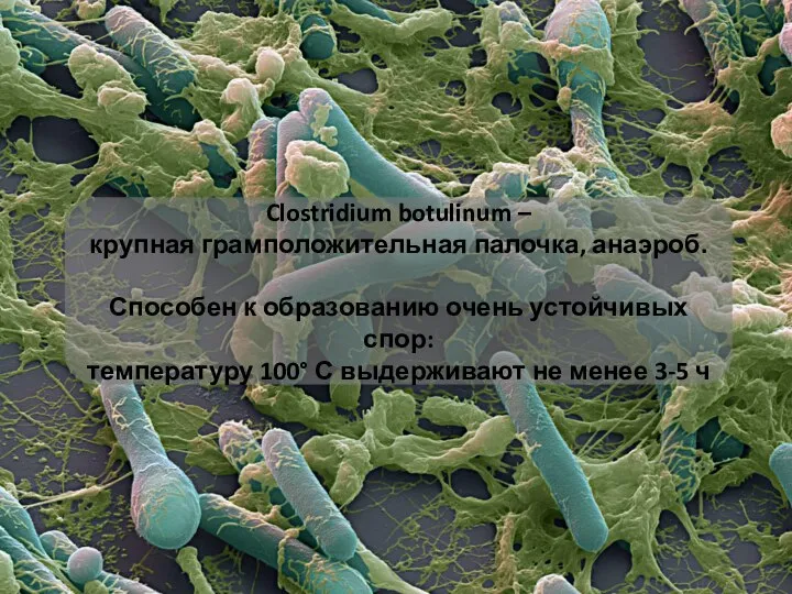 Clostridium botulinum – крупная грамположительная палочка, анаэроб. Способен к образованию очень устойчивых