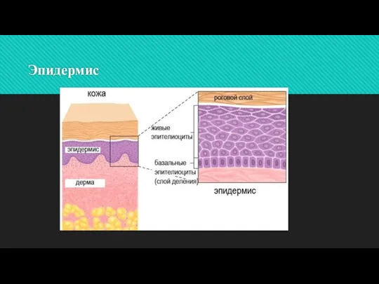 Эпидермис