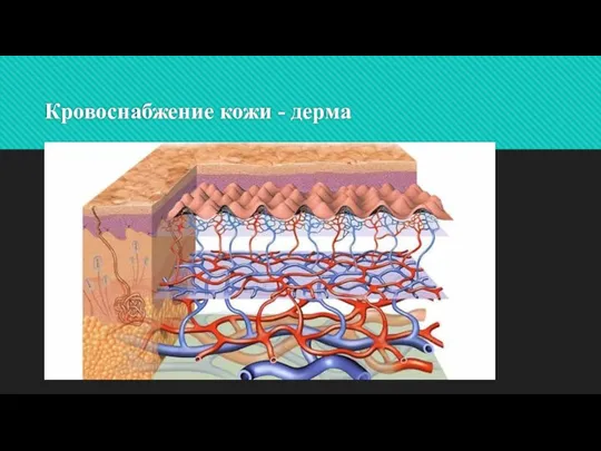 Кровоснабжение кожи - дерма