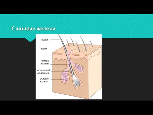 Сальные железы