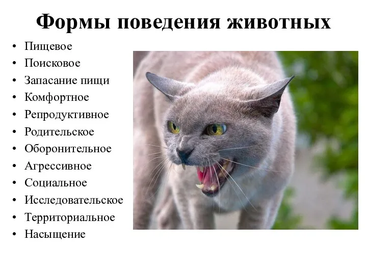 Формы поведения животных Пищевое Поисковое Запасание пищи Комфортное Репродуктивное Родительское Оборонительное Агрессивное Социальное Исследовательское Территориальное Насыщение