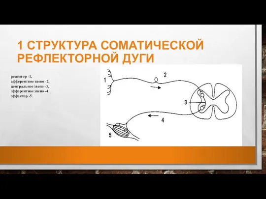 1 СТРУКТУРА СОМАТИЧЕСКОЙ РЕФЛЕКТОРНОЙ ДУГИ рецептор -1, афферентное звено -2, центральное звено